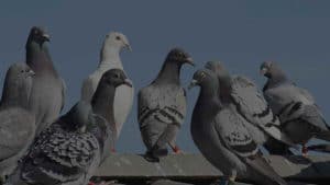 Pigeon Removal Phoenix AZ