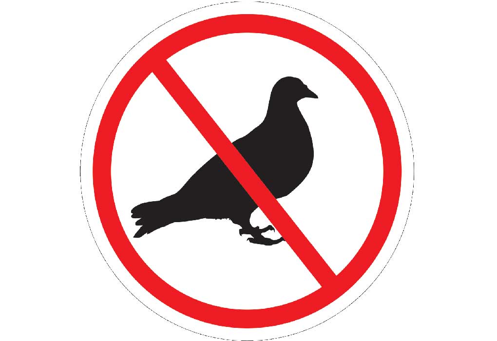 Pigeon Control Companies Phoenix AZ