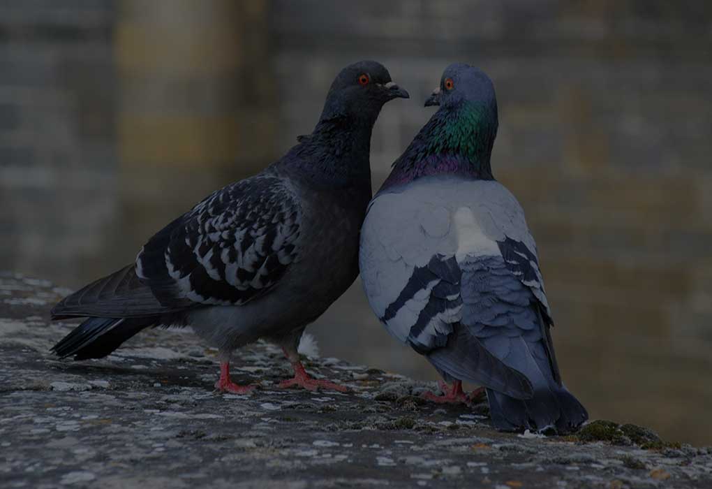 is-pigeon-poop-toxic-or-poisonous-bird-pigeon-control-phoenix-az