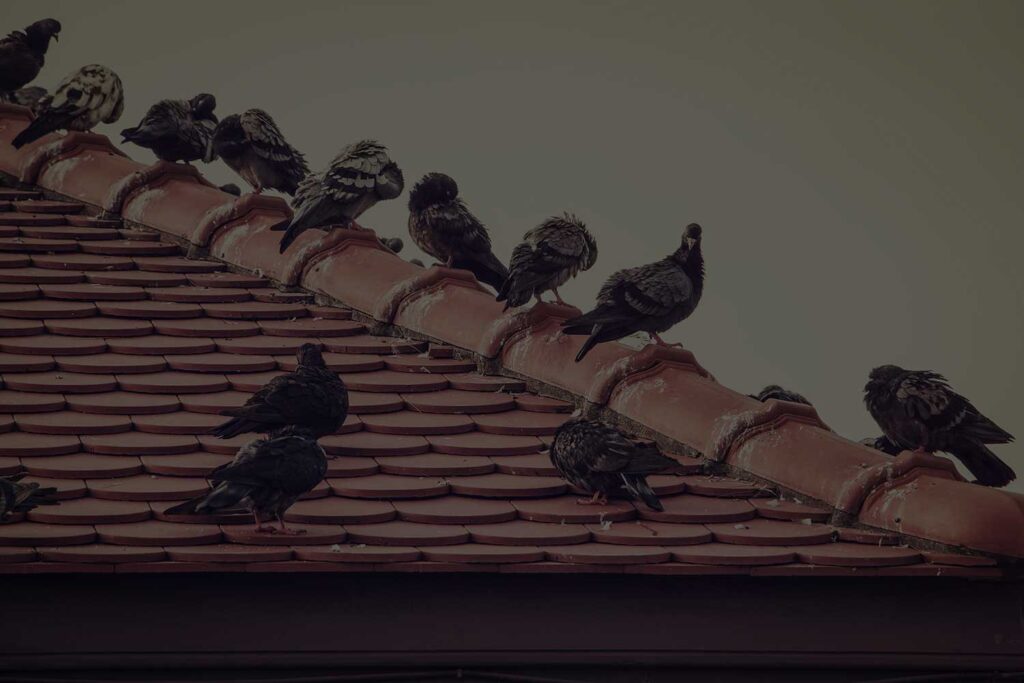 How Do I Get Rid Of Pigeons